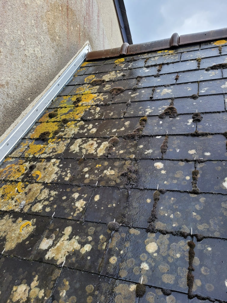 toitures en ardoise fibro-ciment couverte de mousse