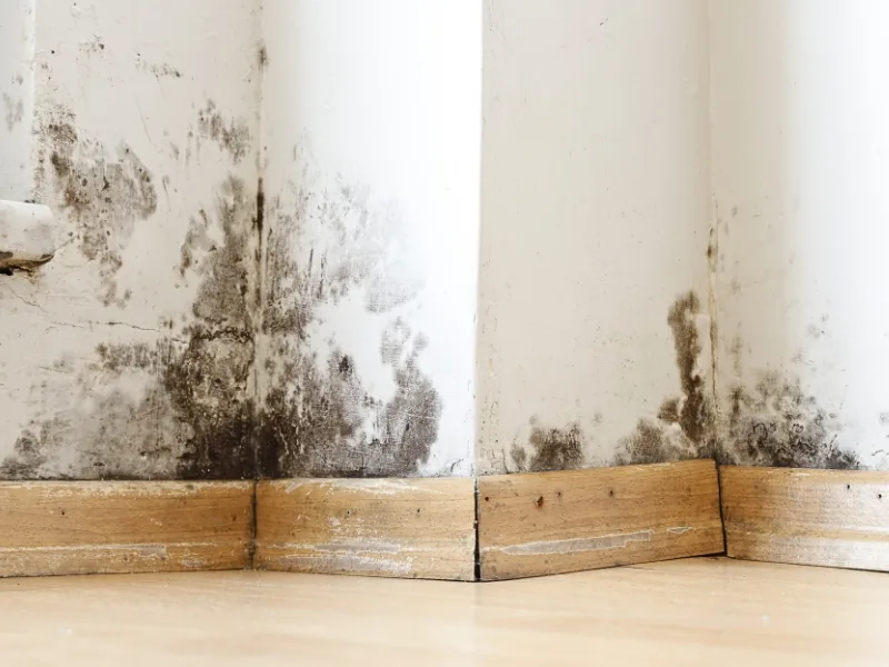 humidite-interieure-mur-facade-nantes